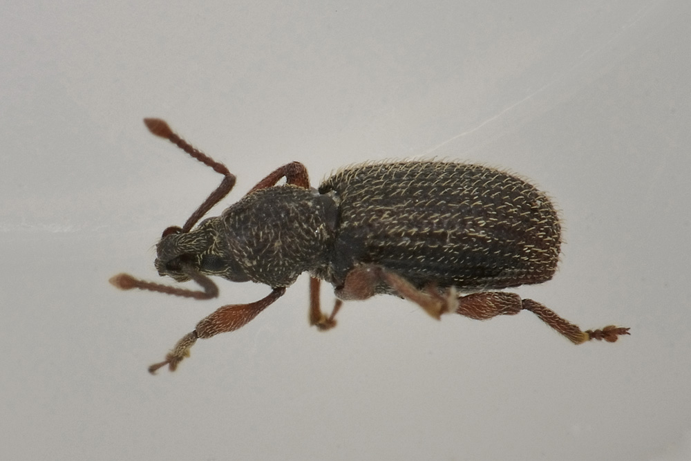 Otiorhynchus (Acunotus) lutosus, Curculionidae